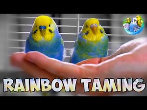 Unlocking the Secrets to Caring for and Taming Your Rainbow Budgie!