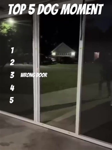 Hilarious Dog Memes That Will Make You Laugh