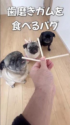 歯磨きガムを食べるパグ#pug #モンティラパグパグ