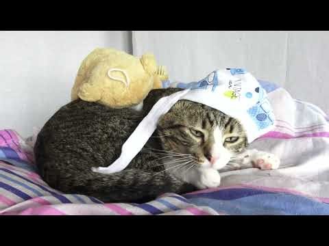 Meet the Cat Who Loves Wearing Baby Caps