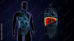 3d illustration of human internal digestive organ liver anatomy