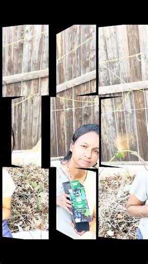 Transplanting Broccoli 🥦 for quick harvest! #trending #shorts #garden