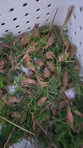 Effective Ways to Eliminate Bag Worms