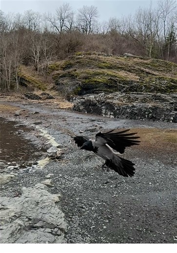 Befriending Crows: The Magic of These Intelligent Birds