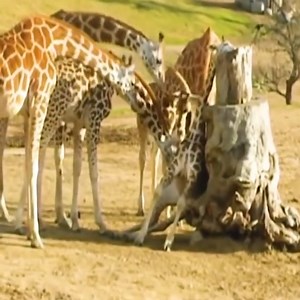 144K views · 340 reactions | Pagliligtas sa Isang Natigil na Giraffe | Barista Jahid | Facebook