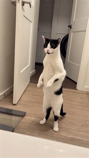 39K views · 1.5K reactions | catmovie time | Roar Wildlife News | Facebook