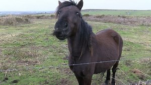 22K views · 223 reactions | You never know what you're going to see in Cornwall - but have you ever seen a pony with a moustache before? We spotted this fine gentleman and his impressive 'face furniture' grazing at Chapel Carn Brea near Lands End - he's part of a small herd of ponies grazing on the National Trust land there, keeping down the scrub - and we have instantly fallen in love with him. Which celebrity 'tashe wearer would you say he resembles? | BBC Cornwall | Facebook