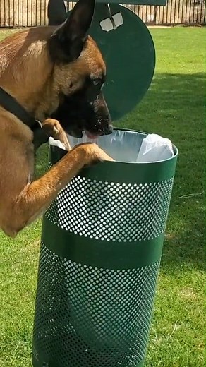 Pick it up! 4 dog training: jumpyvonmuller@yahoo.com | Omar Von Muller