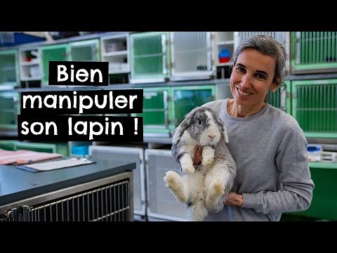 How to handle your rabbit properly? 🐰