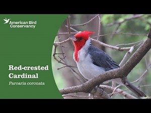 Red-crested Cardinal: Truly a Tanager