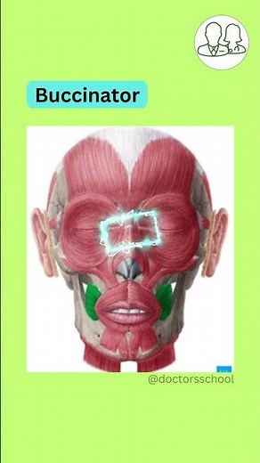#Buccinator #Muscle #Anatomy #MBBS #doctorsschool
