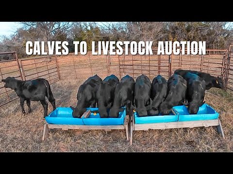 SELLING CALVES at LIVESTOCK AUCTION: How'd we do?