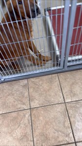 Our sweet Kipper has been so scared in the kennel environment. But when you take her outside her beautiful personality immediately starts to shine.😭❤️ Kipper is a stunning adult Red Golden Retriever who is having to start her life over. Kipper is gentle & sweet, and has done well with all of her kennel mates. She’s ready for her Happily Ever After! The shelter will be open 1:00-5:00 today. 🧡🧡🧡 | Joplin Humane Society Animal Adoption & Resource Center