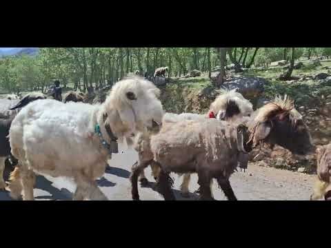 sound of Goats and sheep🐐 🐑 🔔