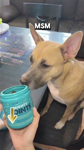 Best Joint Supplement for Dogs?
