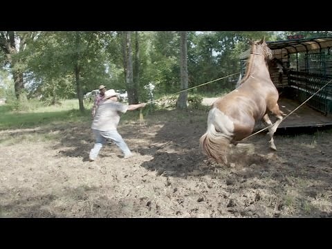 Rescuing Horses is Harder Than it Looks