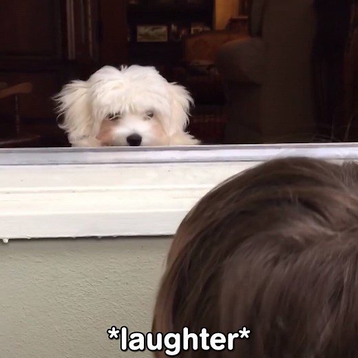 251K views · 2.3K reactions | What if, when dogs bark and cats meow, they're really just laughing at how ridiculous we hoomans are? | Animal Tales | Facebook