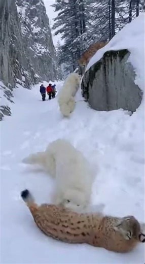 Pyrenean Mountain Dogs: Protectors of the Pyrenees