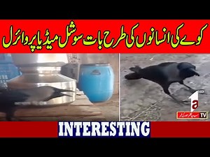Crow's human-like speech goes viral on social media |InterestingNews|A1TV|07 April 2025|