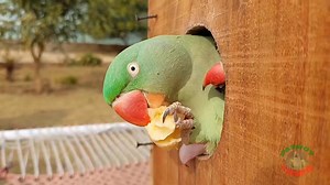 165K views · 4.1K reactions | Shafin the Talking Indian Ringneck Parrot Finally Got Access in Alex's Box | Parrot Paradise | Facebook