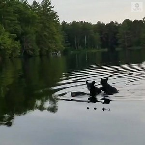 16M views · 10K reactions | "You did it mama!" A black bear was spotted carrying her three cubs across the Chippewa Flowage in Wisconsin, bringing them safely to shore on the other side. https://abcn.ws/3hntEMd | ABC News | Facebook