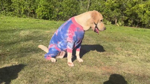 Amazon.com : PriPre Dog Pajamas for Large Dogs Cotton Tie dye Pet Clothes Dog Onesie Jumpsuit Pet Sleeper Shirts Full Coverage Dog pjs (L, Pink Blue) : Pet Supplies