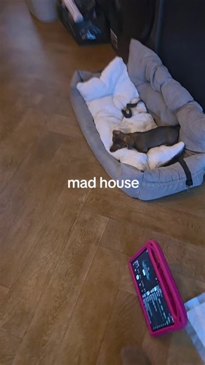 Understanding the Life of Home Dogs in Mad House