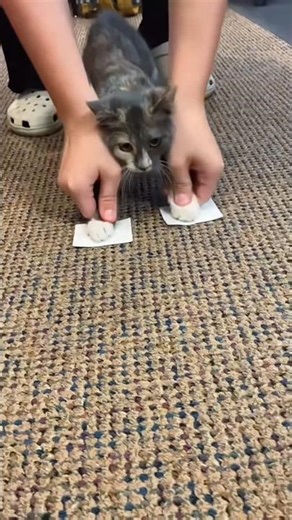 Cats and Scotch tape! Try not to laugh #funnycats #cat #pets #funny #cats