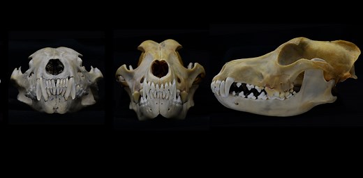 Jaws of death: how the canine teeth of carnivorous mammals evolved to make them super-killers
