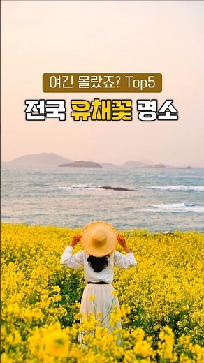 Spring Flower Tourist Destination in South Korea: A Place to visit canola flowers
