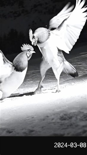 Angry Roosters Fight Mid-Air || Shocking Farm CCTV 🐓📹 #cctv #aiwildlife