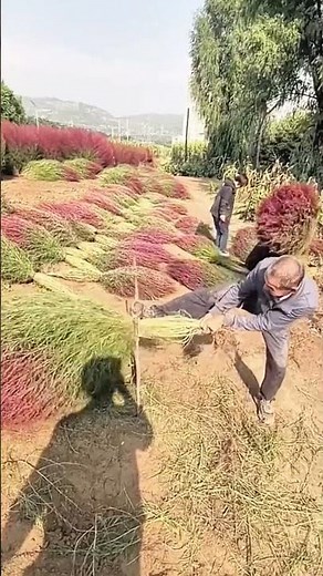Straw bundling process