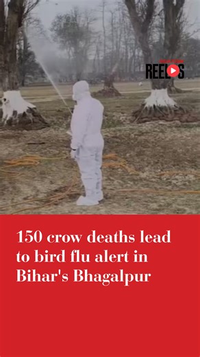 India Today on Instagram: "Bird flu has been confirmed in Naugachia subdivision of Bhagalpur district after over 150 crows were found dead. Authorities have launched sanitisation and surveillance drives to contain the outbreak and prevent spread to poultry farms. Watch in for more details. #Crow #BirdFlu #Bihar #IndiaTodayReels"