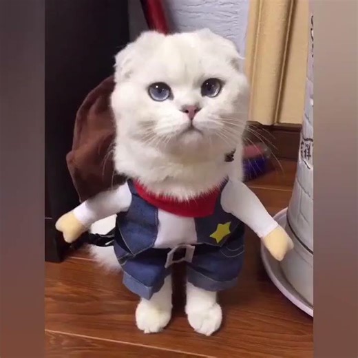 🤠🐶 Funny Pet Cowboy Costume! Halloween Dog & Cat Outfit with Hat – Too Cute!