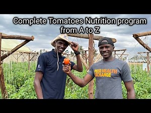 The best Tomato Fertilizer/Nutritional program from Planting to Harvesting and Producing Big Fruits
