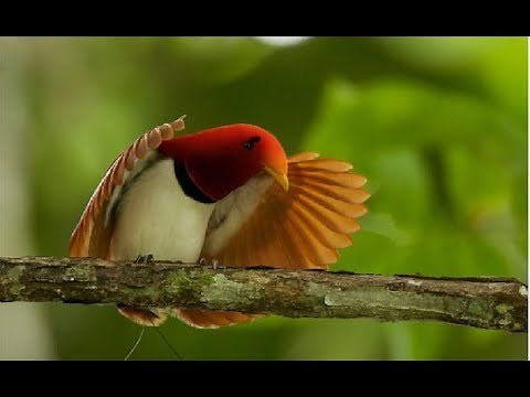 Most Exotic Bird Species - Wildlife Rainforest | Beautiful Birds & Colorful Birds