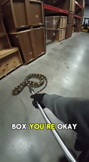 🐍 “Snake on the Run — And the Moment the Team Finally Catches It!”