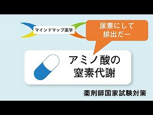 アミノ酸代謝の前半戦「窒素代謝」：尿素回路へ続く道