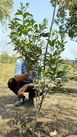 The orange tree is starting to flowering #nature #farming #orangeplant #shorts