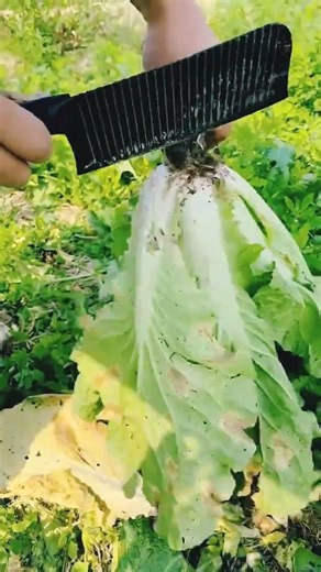 IQR 0000047 mini rotary tillage and ridging all-in one tree short view #juicyfood #food #juicy #fyp