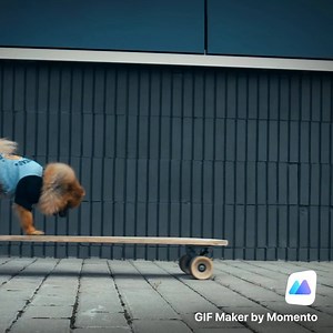 25K views · 82 reactions | It's #NationalPetDay Now you have even more reason to turn your adorable pet into a GIF like this skating pup. Learn more: apple.co/TurnIntoGifsApps | App Store | Facebook