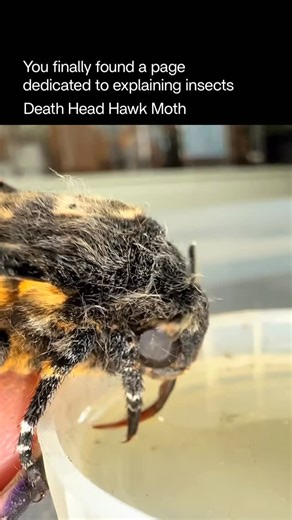 Explaining Insects 🦋 on Instagram: "The adult death’s-head hawkmoth feeds mainly on honey, nectar, and tree sap. It is best known for its daring raids on beehives, where it uses its strong proboscis to steal honey directly from the comb. Remarkably, the moth can mimic the scent of bees to move unnoticed inside the hive, allowing it to feed safely. This unique adaptation makes it one of the few insects capable of infiltrating colonies without being attacked, relying on both stealth and scent dis