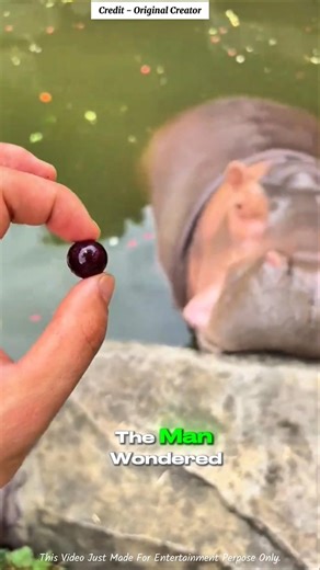 From a Tiny Grape to a Giant Watermelon 🦛🍉 #shortvideo