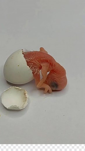 4K views · 167 reactions | One of the Budgerigar chicks comes out in a wonderful scene and joins the Mobudgie family #mobudgie | Mo Budgie | Facebook