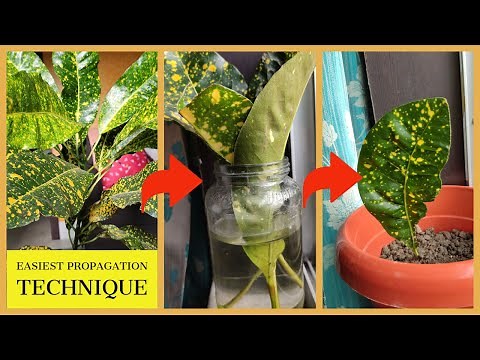 Croton Leaf Propagation in Water [Safe and Easiest Technique]