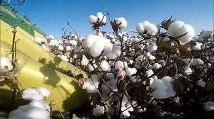 Language Matters | Where does the word ‘cotton’ come from, and how did it get its forced labour connotations?