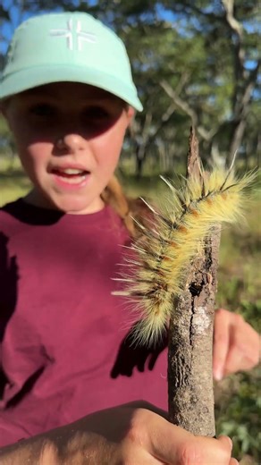 Look at this Musasa Moth - he uses his spiky head to thrash about which cleverly deters predators! 🐛