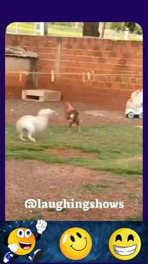 Dog vs. Rooster The Funniest Annoyance ever! 😂