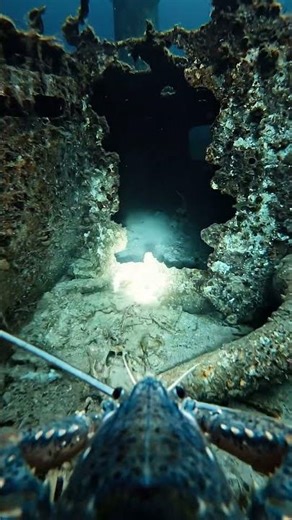 Exploring the Titanic Shipwreck: POV Lobster Camera Discovery #amazingnature