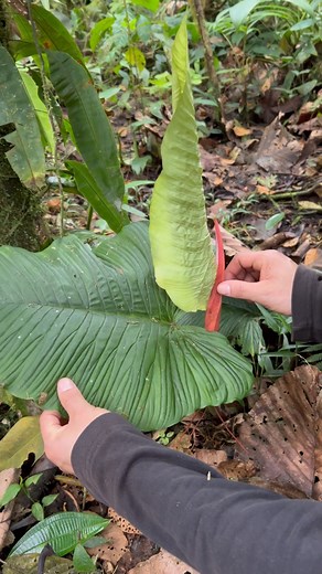 80K views · 239 reactions | This is how the plants grow in nature. A tour into the Ecuagenera protected forest, in total there are 2500 hectares in different locations that our company is protecting. Join our next tour! Email: tours@ecuagenera.com | Ecuagenera Araceae | Facebook